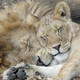 Image for article titled Research Suggests That Poor Sleeping Habits Will Transform You into an Ungrateful Monster That No One Could Possibly Love